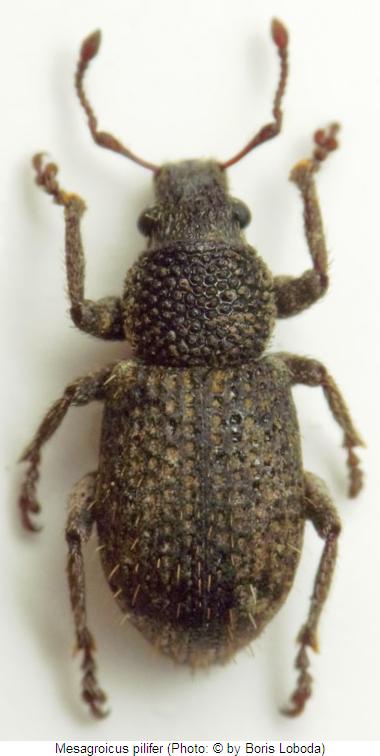 mesagroicus_pilifer_hab.jpg