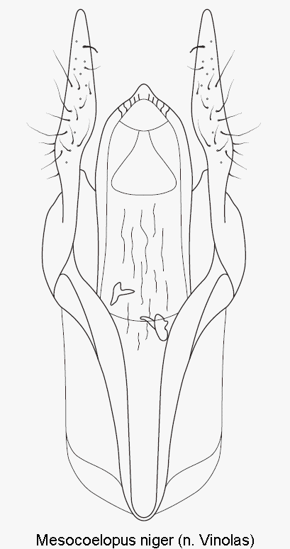 mesocoelopus_niger.gif