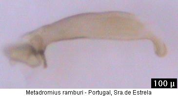 metadromius_ramburii.jpg