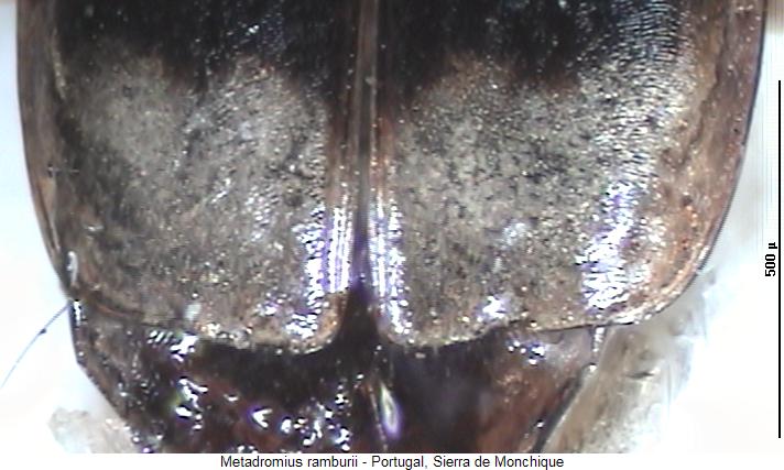 metadromius_ramburii_fld.jpg