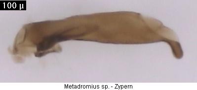 metadromius_sp2.jpg