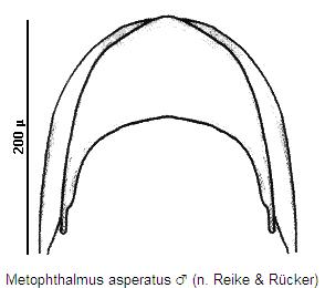metophthalmus_asperatus_pyg.jpg