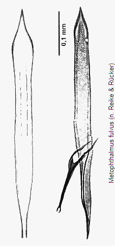 metophthalmus_fulvus.gif
