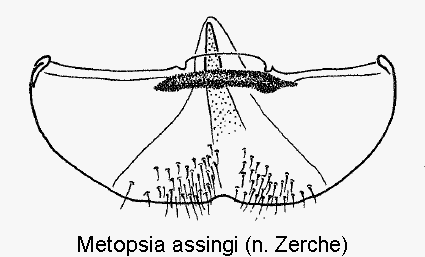 metopsia_assingi_m_ster.gif