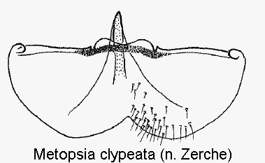metopsia_clypeata_m_ster.gif
