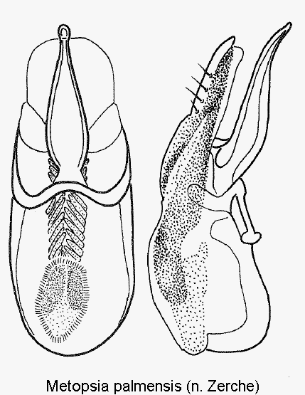 metopsia_palmensis.gif