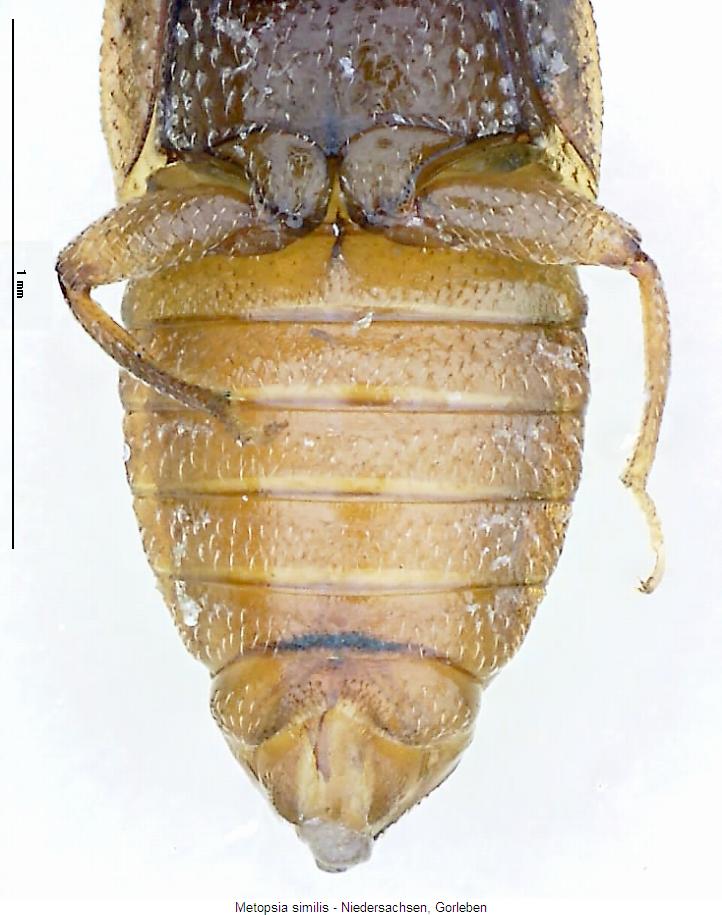 metopsia_similis_hlb.jpg