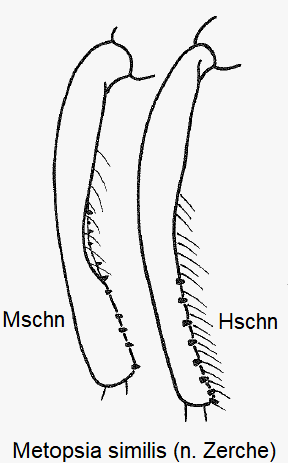 metopsia_similis_m_mschn.gif