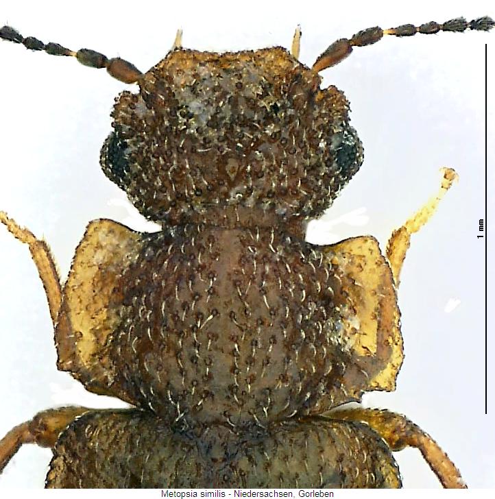 metopsia_similis_vk.jpg
