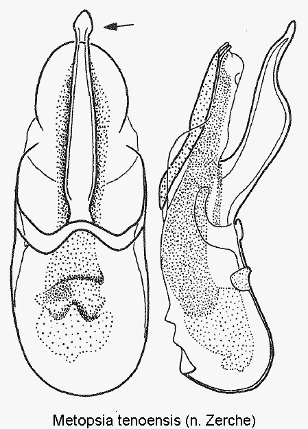 metopsia_tenoensis.gif