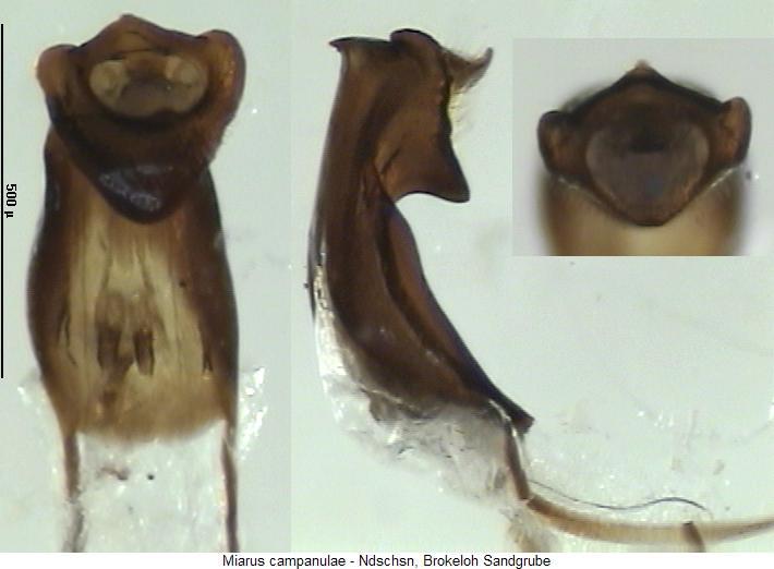 miarus_campanulae.jpg