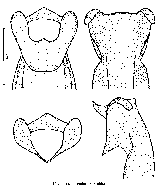 miarus_campanulae3.gif