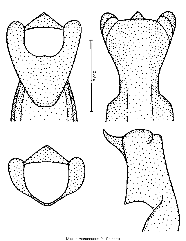 miarus_maroccanus.gif