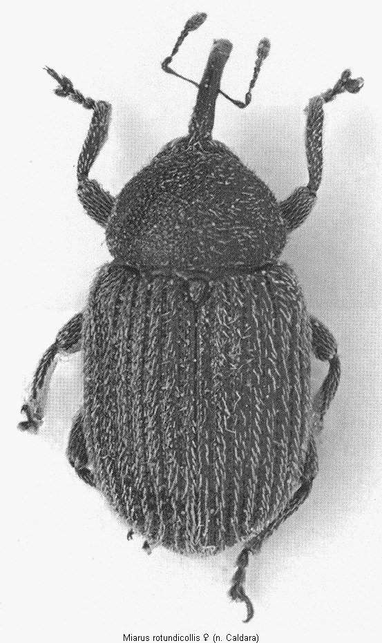 miarus_rotundicollis_hab.gif