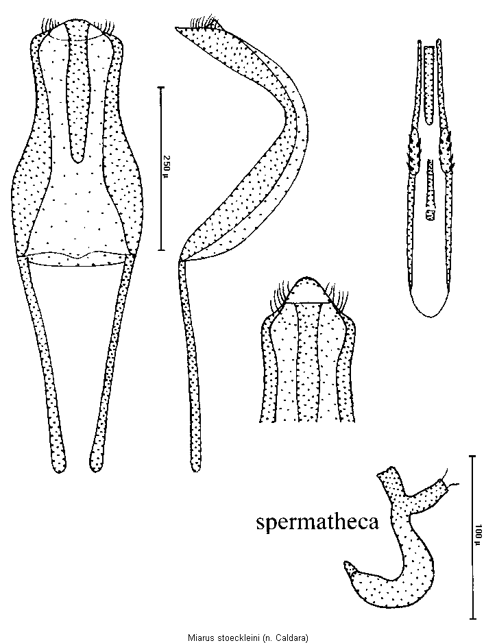 miarus_stoeckleini.gif