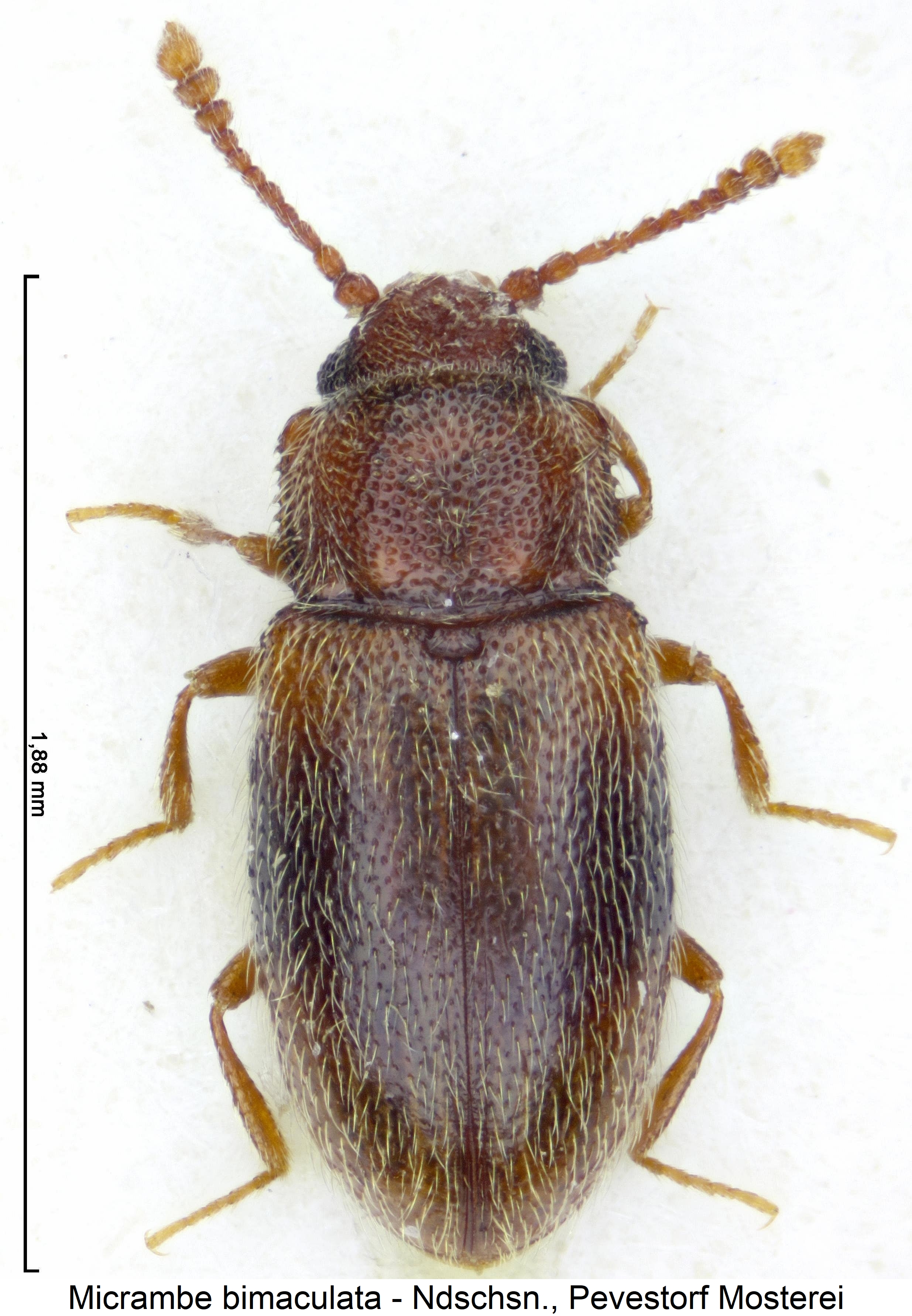 micrambe_bimaculata_hab.jpg