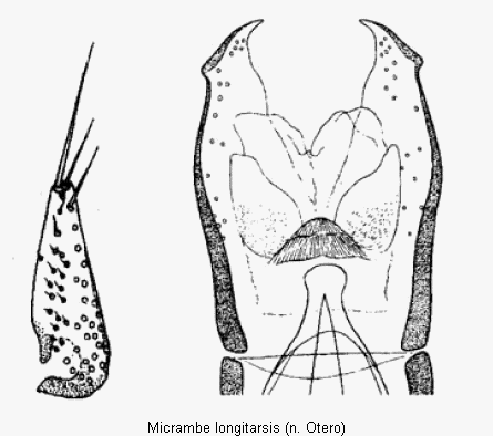 micrambe_longitarsis.gif