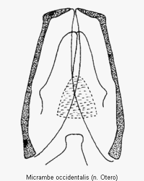 micrambe_occidentalis.gif