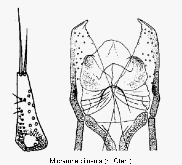 micrambe_pilosula.gif