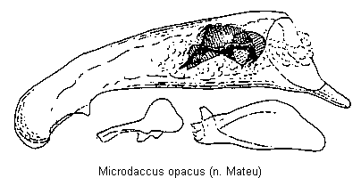 microdaccus_opacus.gif