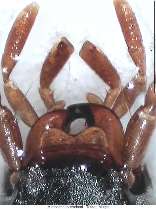 microdaccus_teodoroi_ol.jpg