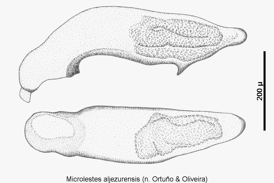 microlestes_aljezurensis.gif