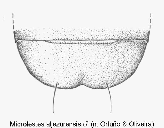 microlestes_aljezurensis_m_abd.gif