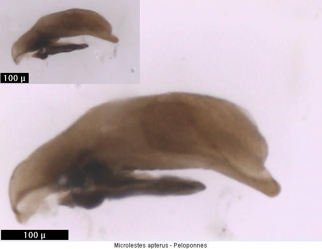 microlestes_apterus.jpg