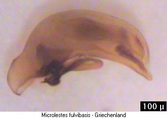 microlestes_fulvibasis.jpg