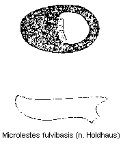 microlestes_fulvibasis_fem.gif