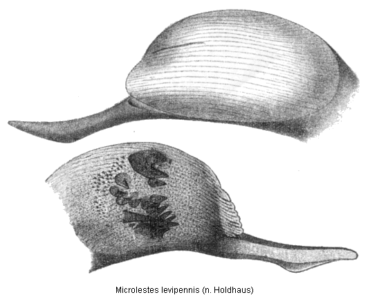 microlestes_levipennis_hh.gif