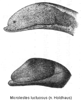 microlestes_luctuosus_hh.gif