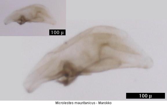 microlestes_mauritanicus.jpg