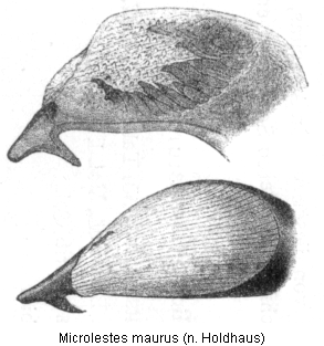microlestes_maurus_hh.gif