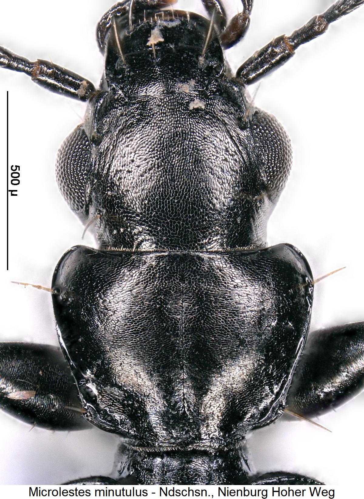 microlestes_minutulus_vk.jpg