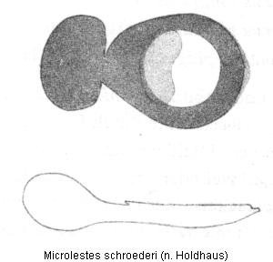 microlestes_schroederi_ar.gif