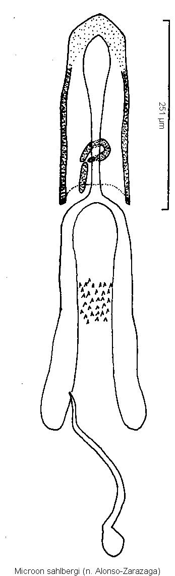 microon_sahlbergi1.gif