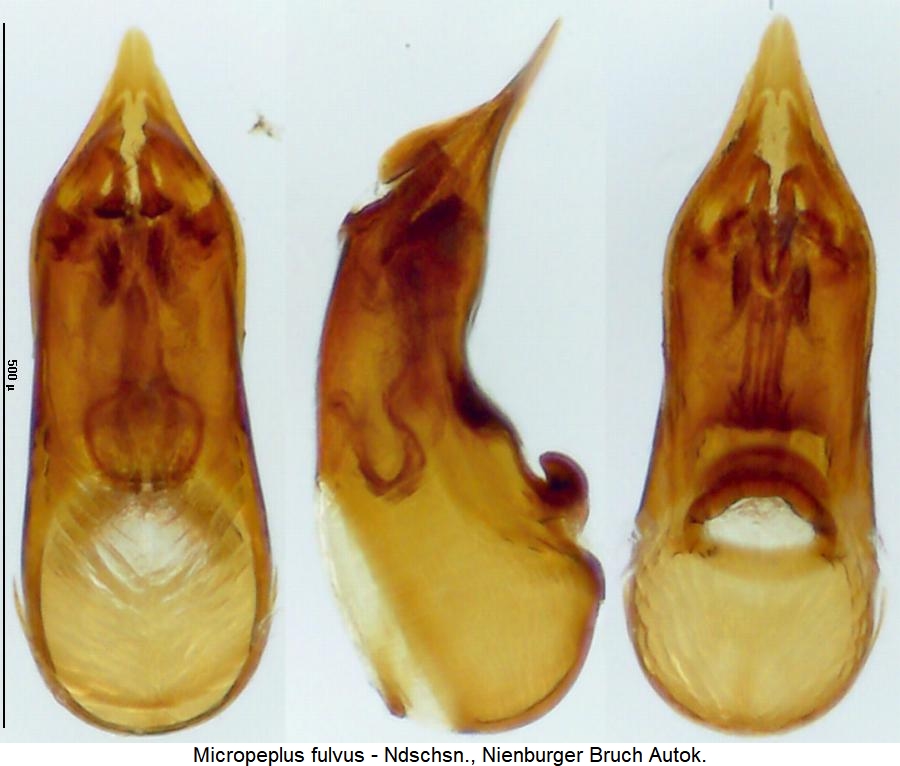 micropeplus_fulvus.jpg