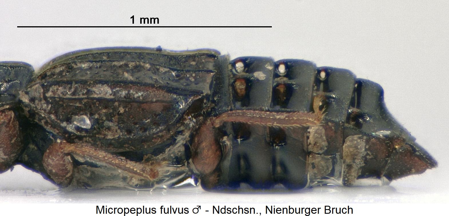 micropeplus_fulvus_m_sa.jpg