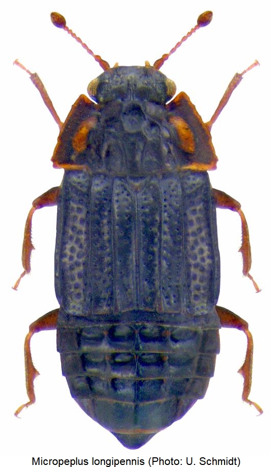micropeplus_longipennis_hab.jpg