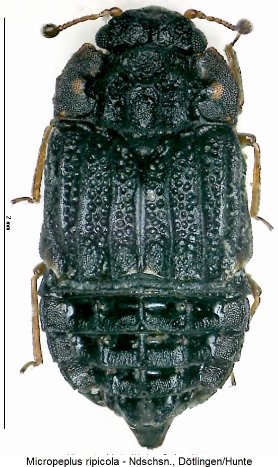 micropeplus_ripicola_hab.jpg