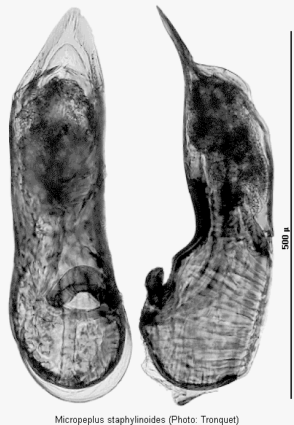micropeplus_staphylinoides.gif