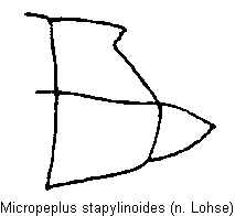 micropeplus_stapylinoides_hlb.gif