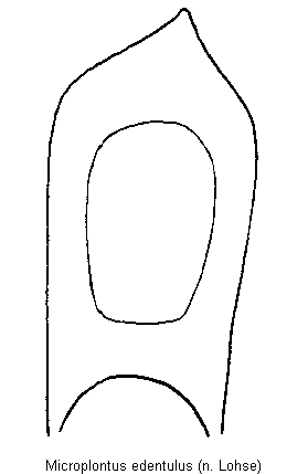 microplontus_edentulus.gif
