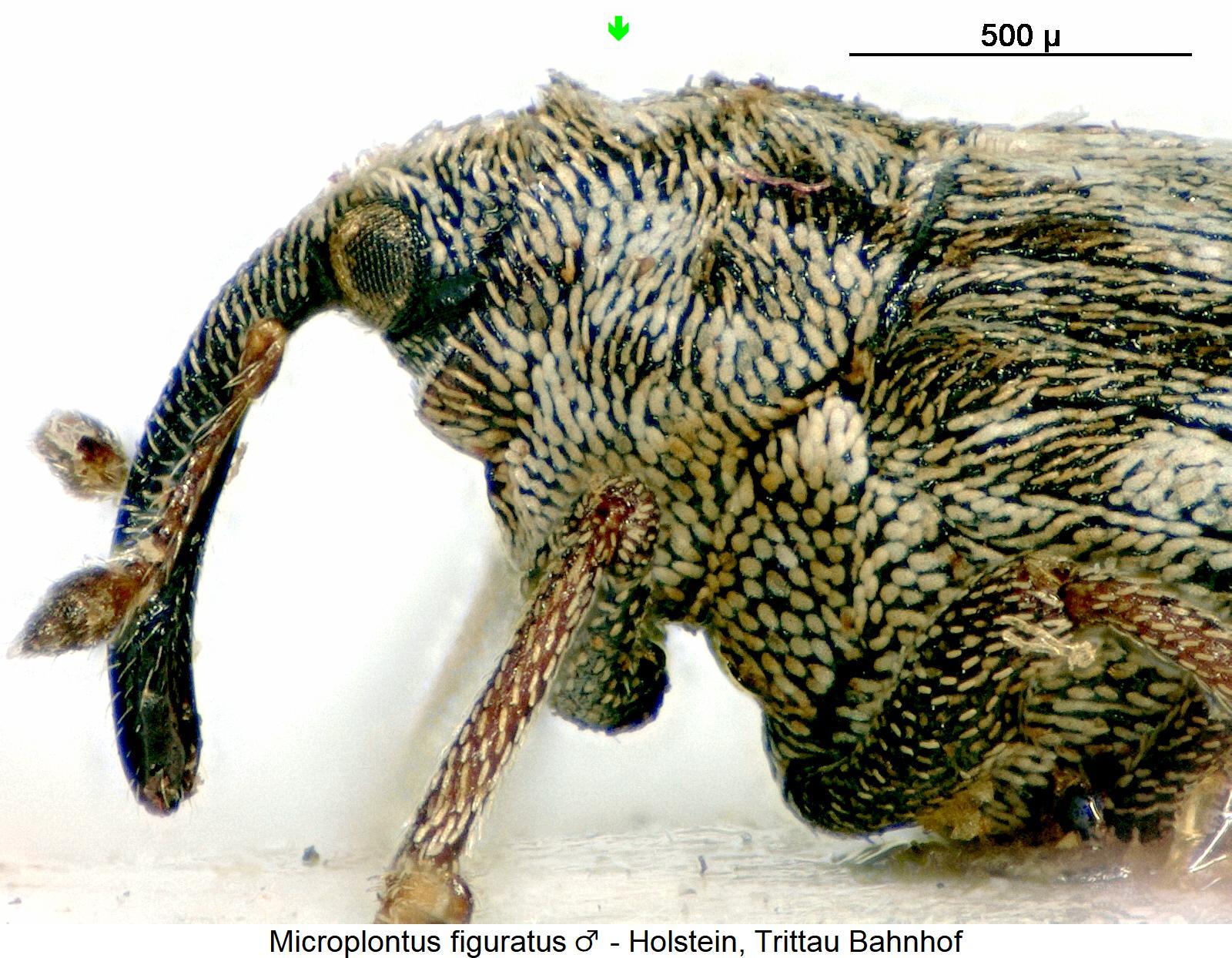 microplontus_figuratus_sa.jpg