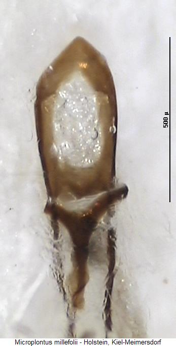 microplontus_millefolii.jpg