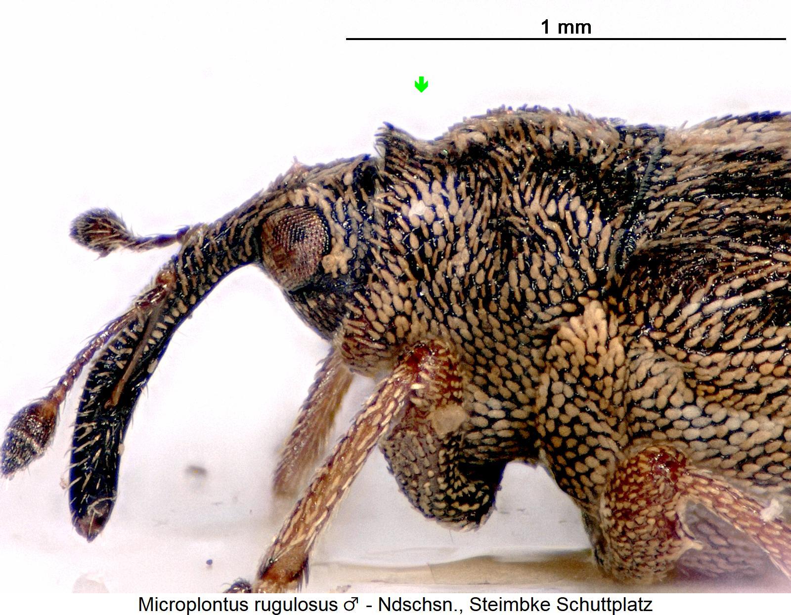 microplontus_rugulosus_sa.jpg