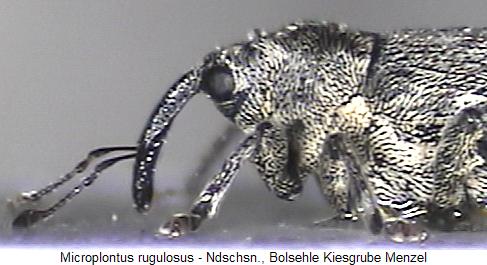 microplontus_rugulosus_vk.jpg
