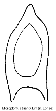 microplontus_triangulum.gif