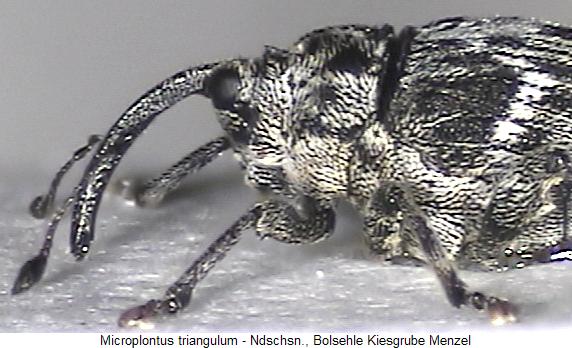microplontus_triangulum_vk.jpg